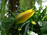bostulp1 (50k image)
