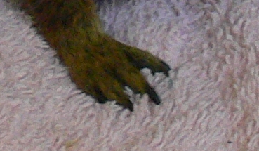 claws (89k image)