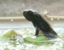 emerging_small (34k image)