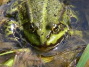 kikker_small (53k image)