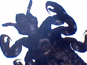 luis_small (21k image)