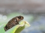 op-een-blaadje_small (32k image)