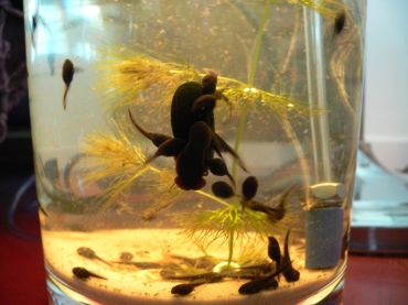 tadpoles (110k image)