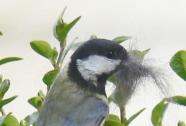 tits_in_the_hedge_small (55k image)