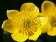 dotterbloem