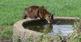 dorst
