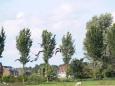 te druk