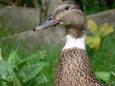 watervogel