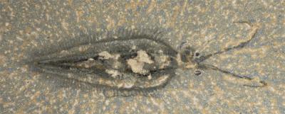 Nectocaris