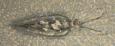 Nectocaris