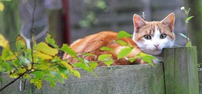 Poes Ragnar