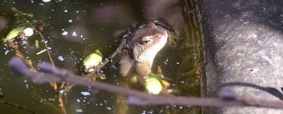 kermit