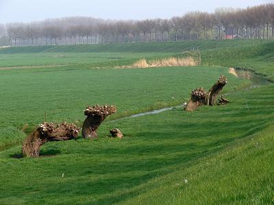 knoesten