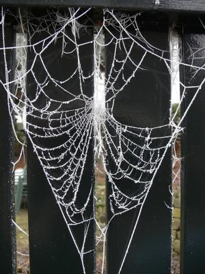 spinneweb