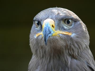 arend