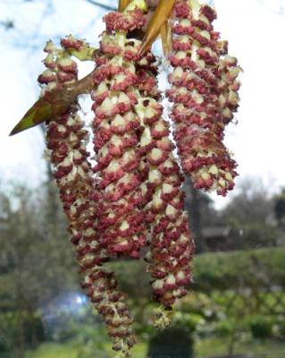 takje
